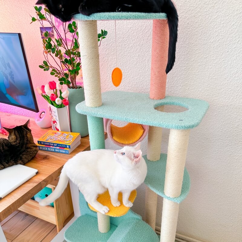 Happy & Polly Most Popular Cat Tree